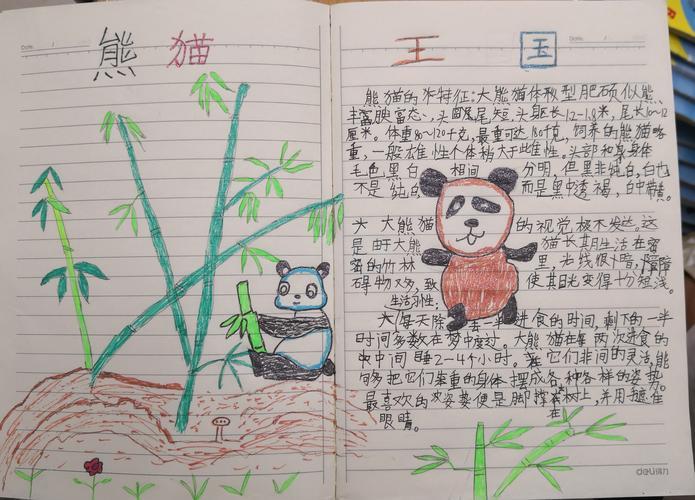 熊猫日记最新观察视角，值得关注的自然生活记录
